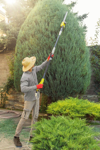 How Our Tree Care Process Works  in  Sunnyvale, CA